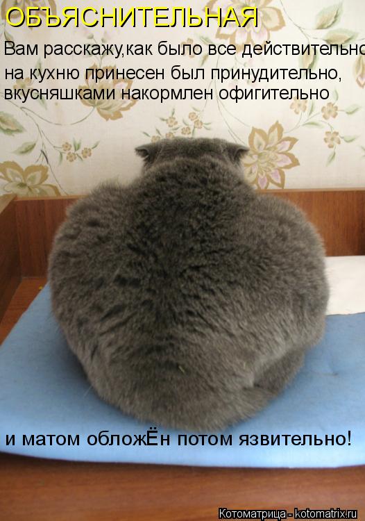 ОБЪЯСНИТЕЛЬНАЯ на кухню принесен был принудительно, вкусняшками накормлен офигительно и матом обложЁ... Котоматрица: ОБЪЯСНИТЕЛЬНАЯ на кухню принесен был принудительно, вкусняшками накормлен офигительно и матом обложЁн потом язвительно! Вам расскажу,как