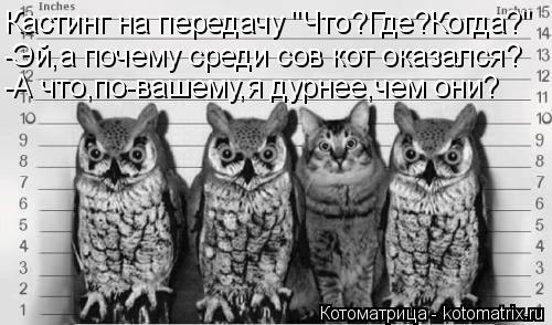 Котоматрица: Кастинг на передачу "Что?Где?Когда?" -Эй,а почему среди сов кот оказался? -А что,по-вашему,я дурнее,чем они?