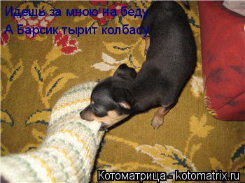 Котоматрица: Идешь за мною на беду А Барсик тырит колбасу