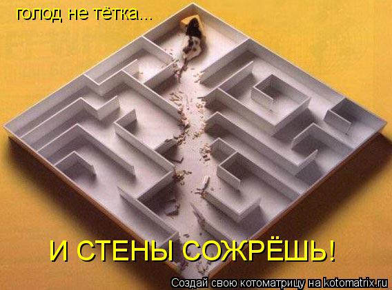 Котоматрица: голод не тётка... И СТЕНЫ СОЖРЁШЬ!