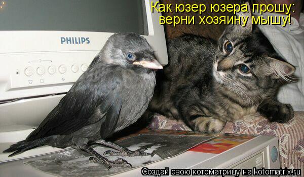 Как юзер юзера прошу: верни хозяину мышу!... Котоматрица: Как юзер юзера прошу: верни хозяину мышу!