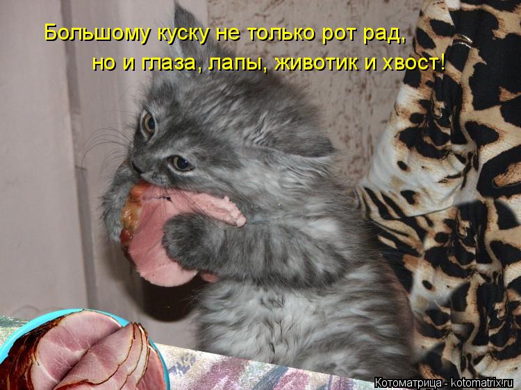 Котоматрица: Большому куску не только рот рад, но и глаза, лапы, животик и хвост!