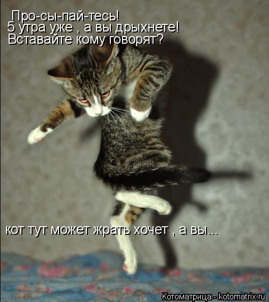 Котоматрица: Про-сы-пай-тесь! 5 утра уже , а вы дрыхнете! Вставайте кому говорят? кот тут может жрать хочет , а вы...
