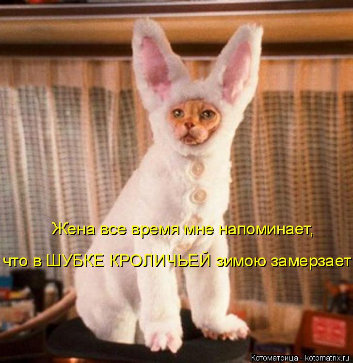 Котоматрица: Жена все время мне напоминает, что в ШУБКЕ КРОЛИЧЬЕЙ зимою замерзает!