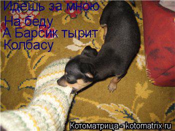 Котоматрица: Идешь за мною  На беду А Барсик тырит Идешь за мною  Колбасу