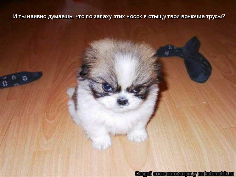 Котоматрица: И ты наивно думаешь, что по запаху этих носок я отыщу твои вонючие трусы?