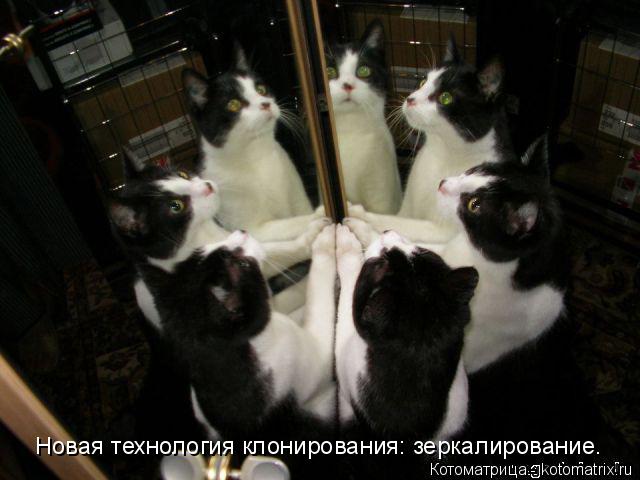 Новая технология клонирования: зеркалирование.... Котоматрица: Новая технология клонирования: зеркалирование.