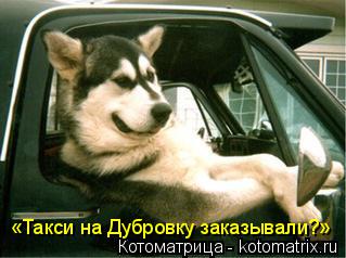 Котоматрица: «Такси на Дубровку заказывали?»