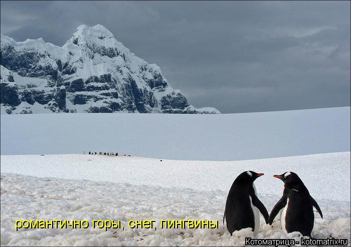 Котоматрица: романтично горы, снег, пингвины романтично горы, снег, пингвины