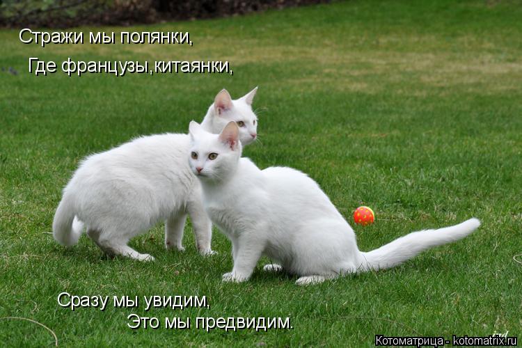 Котоматрица: Стражи мы полянки, Где французы,китаянки, Сразу мы увидим, Это мы предвидим.