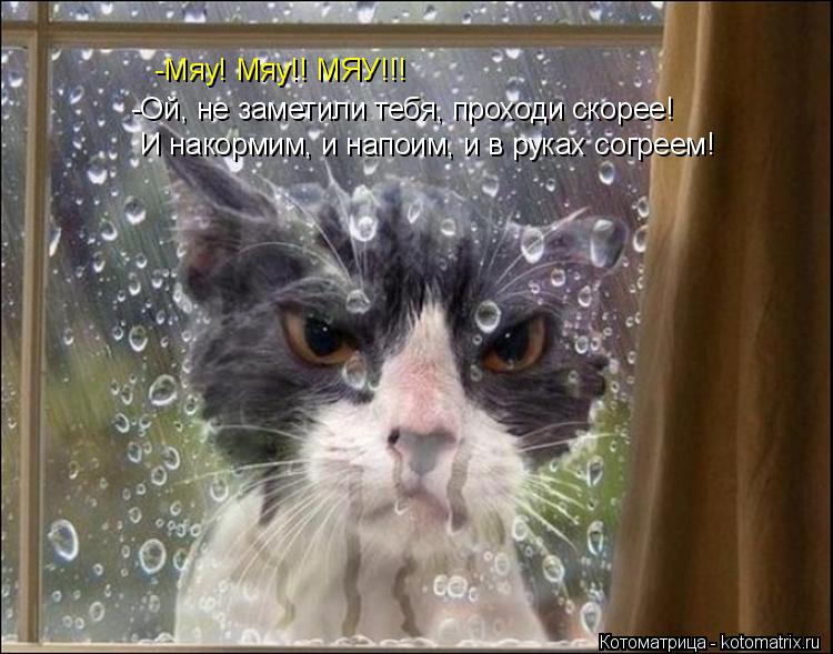Котоматрица: -Мяу! Мяу!! МЯУ!!! -Ой, не заметили тебя, проходи скорее!  И накормим, и напоим, и в руках согреем!