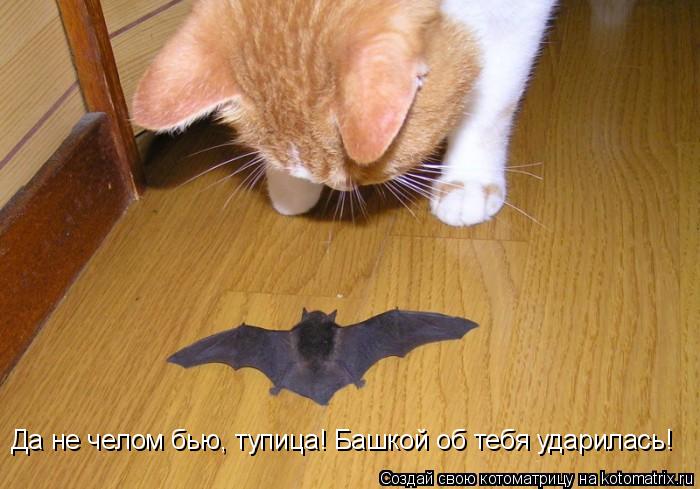 Котоматрица: Да не челом бью, тупица! Башкой об тебя ударилась!