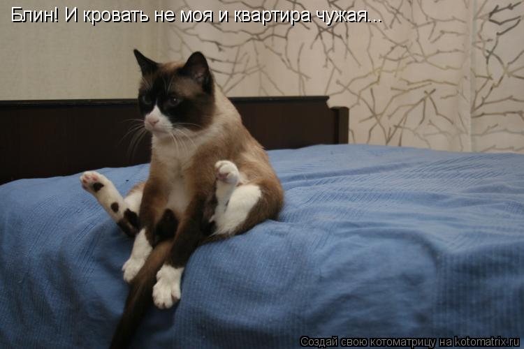 Котоматрица: Блин! И кровать не моя и квартира чужая...