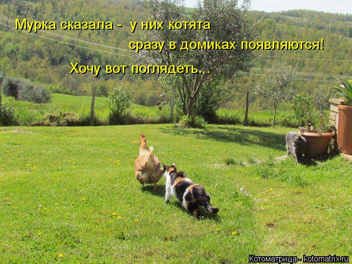 Мурка сказала - у них котята сразу в домиках появляются! Хочу вот поглядеть...... Котоматрица: Мурка сказала - у них котята сразу в домиках появляются! Хочу вот поглядеть...