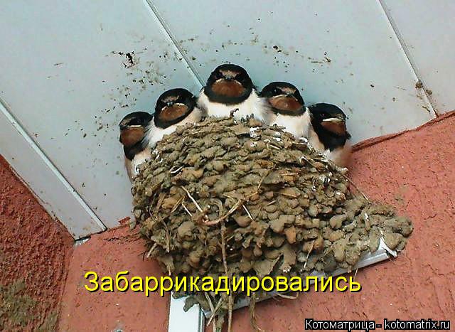 Забаррикадировались... Котоматрица: Забаррикадировались