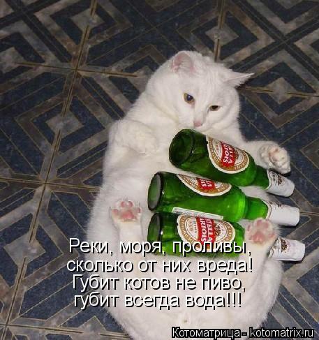 Котоматрица: Реки, моря, проливы, сколько от них вреда! Губит котов не пиво, губит всегда вода!!!