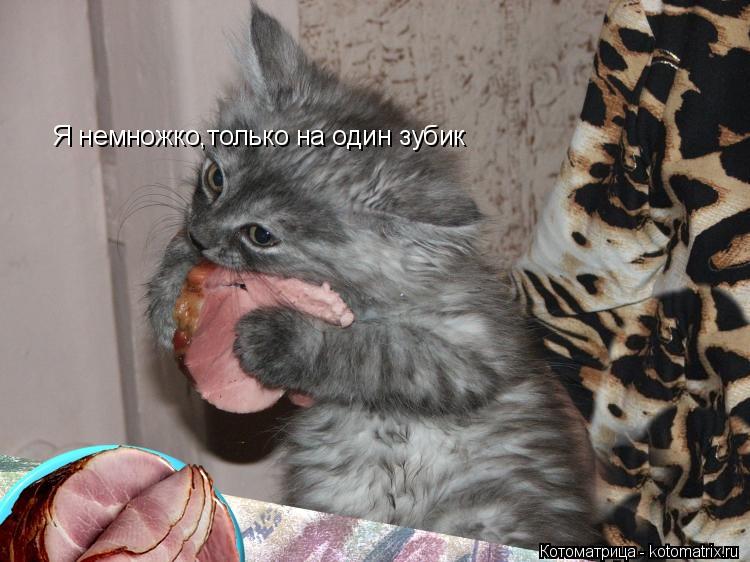 Я немножко,только на один зубик... Котоматрица: Я немножко,только на один зубик