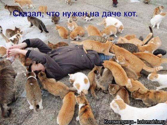 Котоматрица: Сказал, что нужен на даче кот.