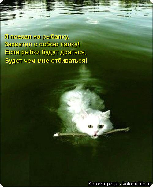 Котоматрица: Я поехал на рыбалку, Захватил с собою палку! Если рыбки будут драться, Будет чем мне отбиваться!