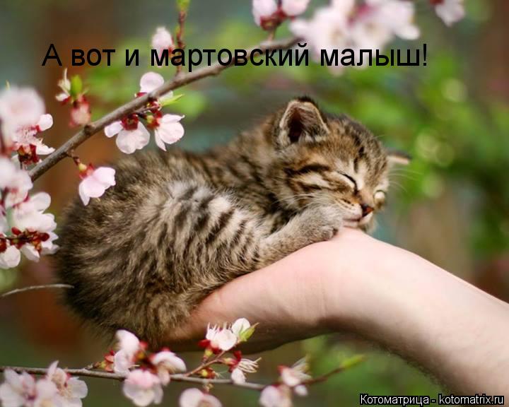 Котоматрица: сот он - мартовский малыш! сот он - мартовский малыш! А вот и мартовский малыш!
