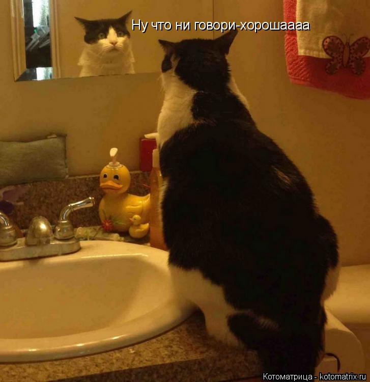 Ну что ни говори-хорошаааа... Котоматрица: Ну что ни говори-хорошаааа