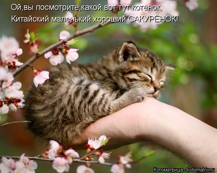 Котоматрица: Ой,вы посмотрите,какой вот тут котёнок, Китайский маленький хороший САКУРЁНОК!