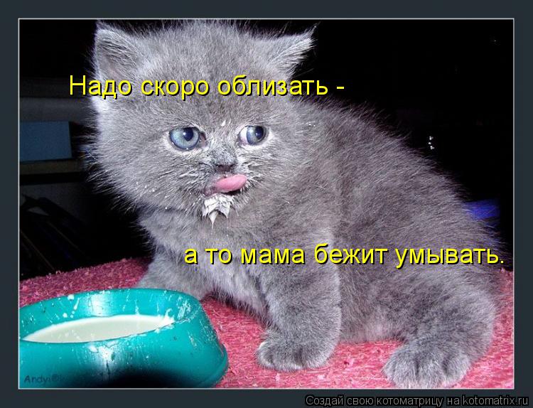 Котоматрица: Надо скоро облизать -  а то мама бежит умывать.
