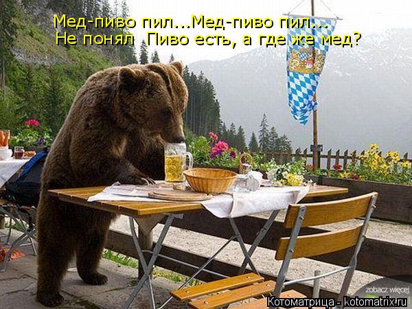 Мед-пиво пил...Мед-пиво пил... Не понял Пиво есть, а где же мед?... Котоматрица: Мед-пиво пил...Мед-пиво пил... Не понял Пиво есть, а где же мед?