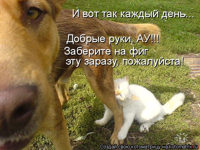 И вот так каждый день... эту заразу, пожалуйста! Возьмите в добрые руки Добрые руки, АУ!!! Заберите ... Котоматрица: И вот так каждый день... эту заразу, пожалуйста! Возьмите в добрые руки Добрые руки, АУ!!! Заберите на фиг