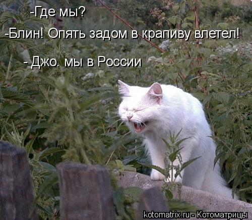 -Где мы? -Блин! Опять задом в крапиву влетел! - Джо. мы в России... Котоматрица: -Где мы? -Блин! Опять задом в крапиву влетел! - Джо. мы в России