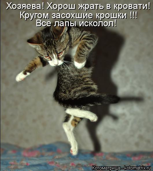 Хозяева! Хорош жрать в кровати! Кругом засохшие крошки !!! Все лапы исколол!... Котоматрица: Хозяева! Хорош жрать в кровати! Кругом засохшие крошки !!! Все лапы исколол!