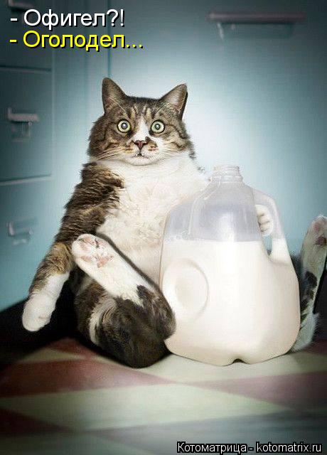 - Офигел?! - Оголодел...... Котоматрица: - Офигел?! - Оголодел...
