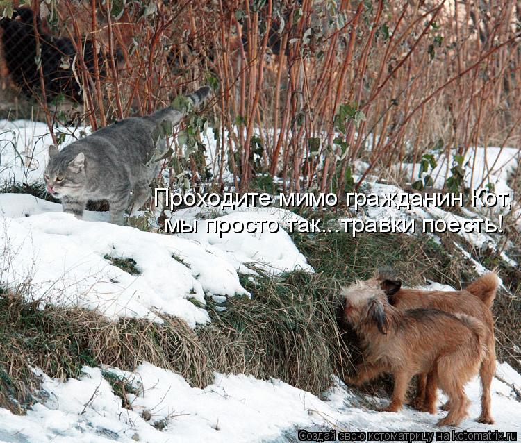 Котоматрица: Проходите мимо гражданин Кот, мы просто так...травки поесть!
