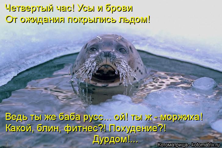 Четвертый час! Усы и брови От ожидания покрылись льдом! Ведь ты же баба русс... ой! ты ж - моржиха! К... Котоматрица: Четвертый час! Усы и брови От ожидания покрылись льдом! Ведь ты же баба русс... ой! ты ж - моржиха! Какой, блин, фитнес?! Похудение?! Дурдом!...