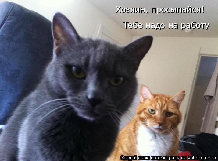 Хозяин, просыпайся! Тебе надо на работу... Котоматрица: Хозяин, просыпайся! Тебе надо на работу