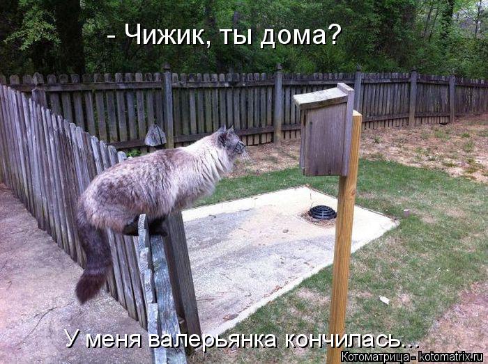 - Чижик, ты дома? У меня валерьянка кончилась...... Котоматрица: - Чижик, ты дома? У меня валерьянка кончилась...