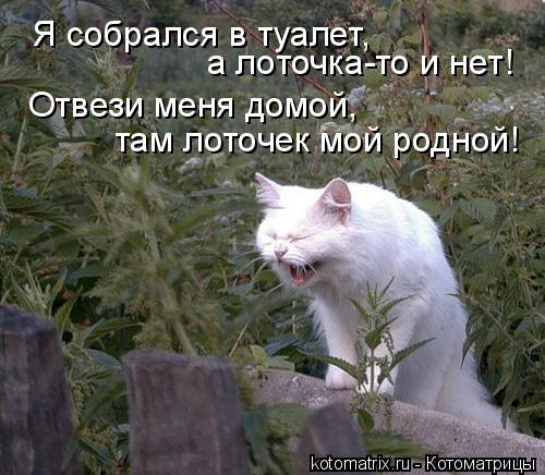 Я собрался в туалет, а лоточка-то и нет! там лоточек мой родной! Отвези меня домой,... Котоматрица: Я собрался в туалет, а лоточка-то и нет! там лоточек мой родной! Отвези меня домой,