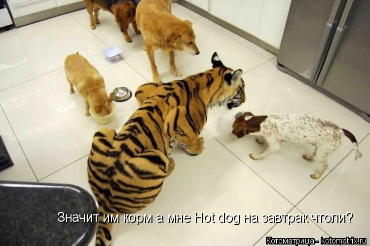 Котоматрица: Значит им корм а мне Hot dog на завтрак чтоли?