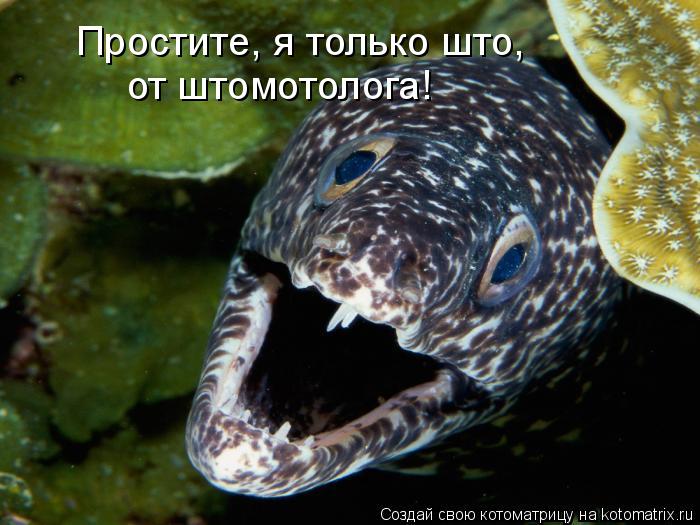 Котоматрица: Простите, я только што, от штомотолога!