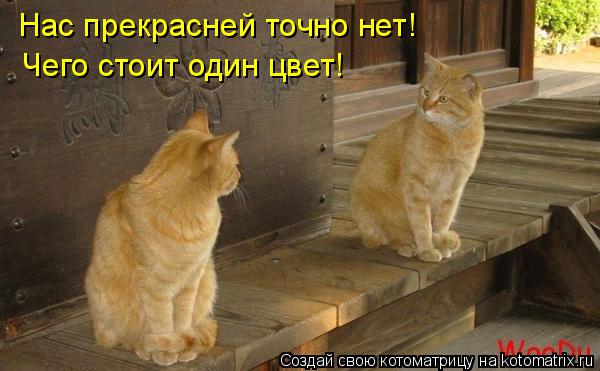 Котоматрица: Нас прекрасней точно нет! Чего стоит один цвет!