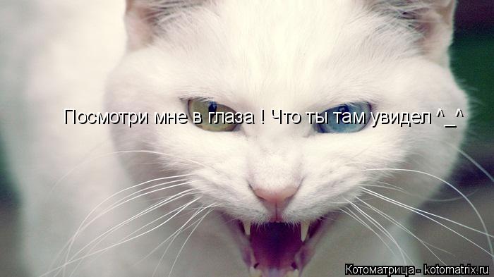 Посмотри мне в глаза ! Что ты там увидел ^_^... Котоматрица: Посмотри мне в глаза ! Что ты там увидел ^_^