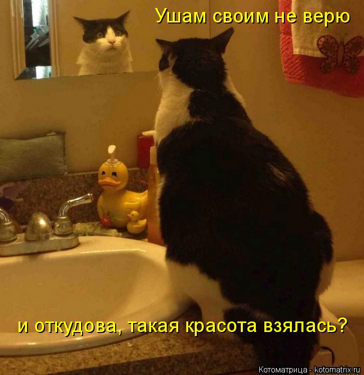 Котоматрица: Ушам своим не верю и откудова, такая красота взялась?