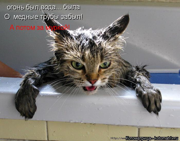 огонь был ,вода... была О медные трубы забыл! А потом за муркой!... Котоматрица: огонь был ,вода... была О медные трубы забыл! А потом за муркой!
