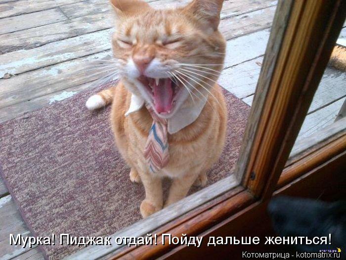 Котоматрица: Мурка! Пиджак отдай! Пойду дальше жениться!