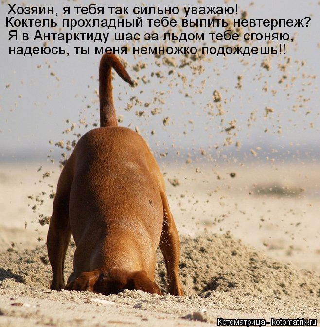 Хозяин, я тебя так сильно уважаю! Коктель прохладный тебе выпить невтерпеж? Я в Антарктиду щас за льд... Котоматрица: Хозяин, я тебя так сильно уважаю! Коктель прохладный тебе выпить невтерпеж? Я в Антарктиду щас за льдом тебе сгоняю, надеюсь, ты меня немножк