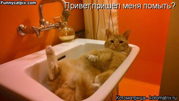 Привет,пришёл меня помыть?... Котоматрица: Привет,пришёл меня помыть?