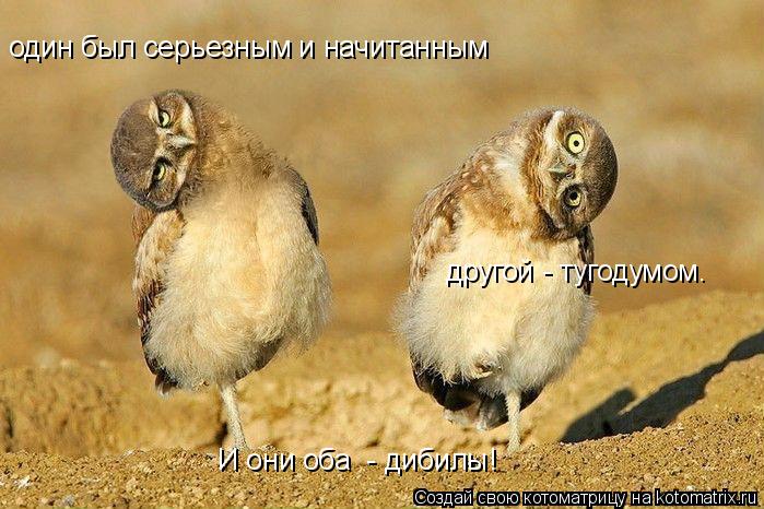 один был серьезным и начитанным другой - тугодумом. И они оба - дибилы!... Котоматрица: один был серьезным и начитанным другой - тугодумом. И они оба - дибилы!