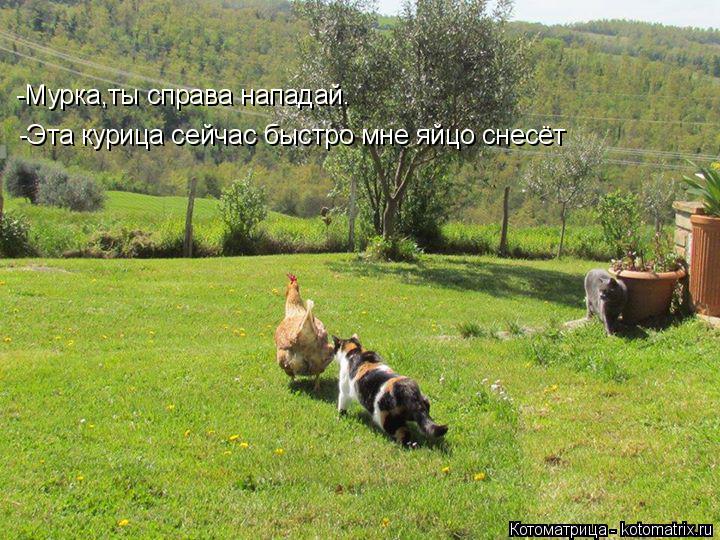 -Мурка,ты справа нападай. -Эта курица сейчас быстро мне яйцо снесёт... Котоматрица: -Мурка,ты справа нападай. -Эта курица сейчас быстро мне яйцо снесёт