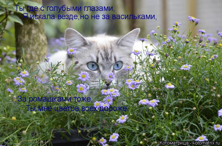 Котоматрица: Ты где,с голубыми глазами, Я искала везде,но не за васильками, За ромашками тоже, Ты мне цветов всех дороже.
