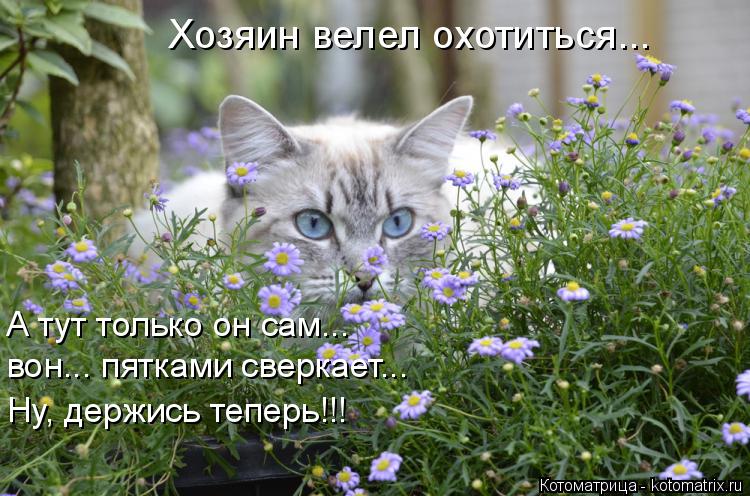 Хозяин велел охотиться... А тут только он сам... вон... пятками сверкает... Ну, держись теперь!!!... Котоматрица: Хозяин велел охотиться... А тут только он сам... вон... пятками сверкает... Ну, держись теперь!!!